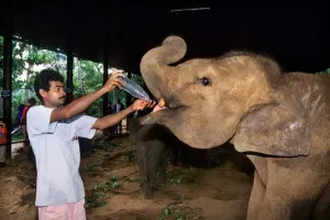 Mammal Zoology Images Drucke: Elephant