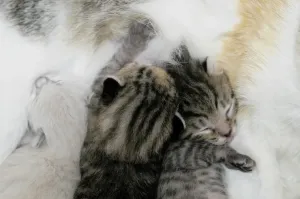 Horizontal Animal Photos Drucke: Kitten