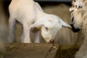 Gerahmter Druck : Lamb Gerahmter Druck : Lamb