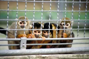 Junglöwen Drucke: Monkeys
