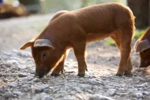 Horizontal Animal Photos Drucke: Pig