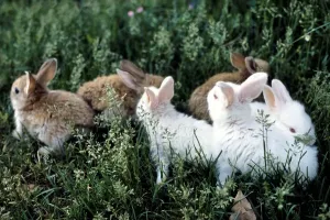 Pet Rabbits Drucke: Rabbits