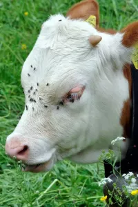 Veal