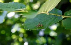 Nature Insect Photography Drucke: Bee on a Leaf