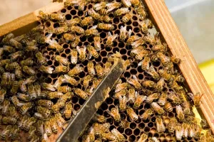 Beekeeping