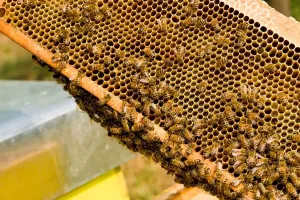 Beehive Management Techniques Drucke: Beekeeping