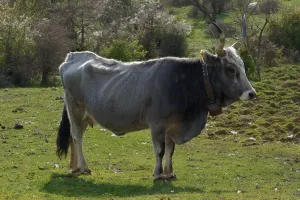 Horizontal Drucke: Bovines