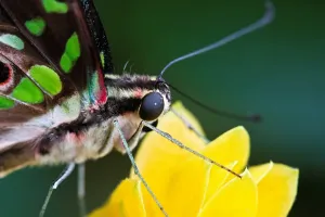 Butterfly Images Drucke: Butterfly