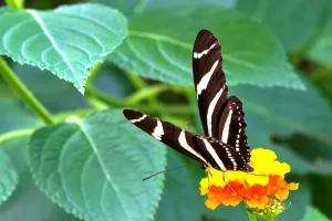Drucke von Bienenfalter, Pferdzebra, Langwingschmetterling Marka Drucke: Bienenfalter, Pferdzebrahäher, Langwingschmetterling