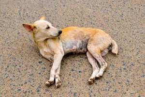 Horizontal Animal Photos Drucke: Dog