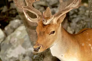 Horizontal Wildlife Photos Drucke: Fallow Deer. Dama Dama
