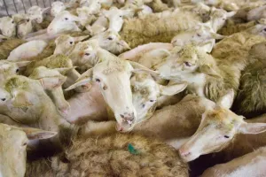 Flock Of Sheep Photography Drucke: Flock of Sheep