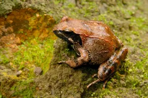 Frog Wildlife Photography Drucke: Frog
