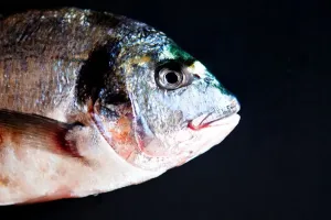 Fresh Fish Drucke: Gilthead Bream