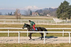 Mammal Animal Images Drucke: Horse