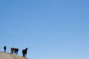 Wild Horses Drucke: Horses