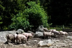 Horizontal Animal Photography Drucke: Pigs