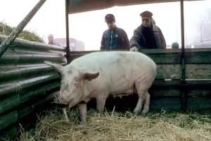 Pigs