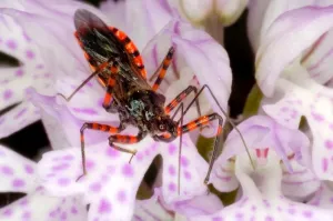 Insect Photography Nature Drucke: Reduvio