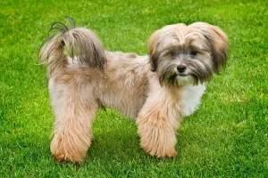 Zuchterhund