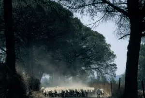 Fauna Images Drucke: Sheep