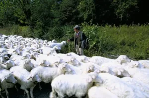 Flock Of Sheep Images Drucke: Sheeps