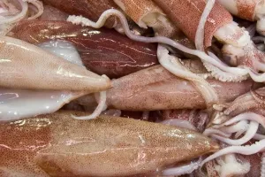 Horizontal Drucke: Squids