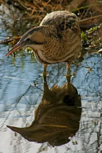 Vertical Bird Photography Europe Drucke: Eurasian Bittern. Botaurus Stellaris