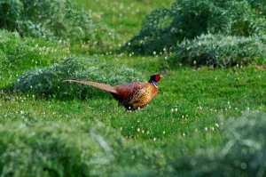 Pheasant Species Drucke: Phasianus Colchicus