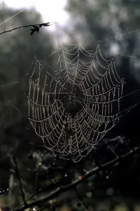 Vertikal Drucke: Cobweb