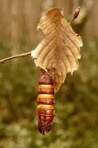 Vertikal Drucke: Larva
