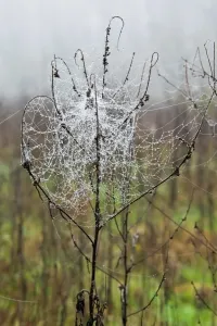Drucke von Spider Verwandte Bilder Drucke: Spider