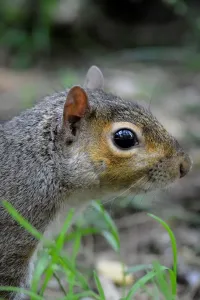 Squirrel Images Drucke: Squirrel