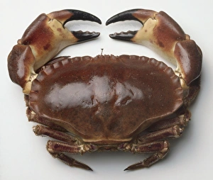 Studio Shot Seafood Drucke: Overhead view of large crab