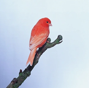 Passeriformes Species Drucke: Red factor canary - side view