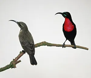 Ornithology Wildlife Photos Drucke: Scarlet chested variable sunbird