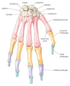 Gelenkschädel der Hand
