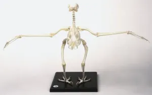 Schildkrötengebein mit ausgestreckten Flügeln