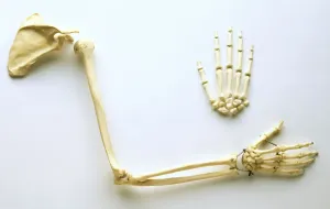 Drucke von Menschliche Armknochenröhren und Schulterblatt führend zum Ellenbogengelenk; Ulna und Radius bis zur Hand- und Fingerknöchelgesellschaft. Seitenansicht des Arms Wissenschaft Und Technologie Drucke: Menschliche Armknochenröhren und Schulterblatt führend zum Ellenbogengelenk mit Humerus