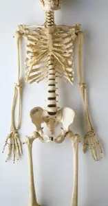 Drucke von Unterkiefer des menschlichen Skeletts und Körperwinkel der Wirbelsäule. Brustkorb und Hüftgurt sowie die Oberschenkel-, Arme- und Gliedmaßlappen mit Handfläche und -rücken, Vorderansicht Wissenschaft Und Technologie Drucke: Unterkörper der menschlichen Knochenstruktur mit Zähne und Wirbelsäule im Vorderansicht