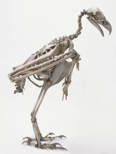Drucke von Profil des Skeletts des Wedge-tailed Eagles Wissenschaft Und Technologie Drucke: Profil des Skeletts des Wedgetailadlers