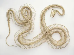 Drucke von Python-Rumpf Wissenschaft Und Technologie Drucke: Python-Skelett