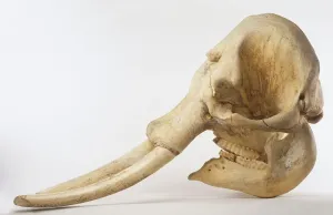 Drucke von Kopf eines indischen Elefanten (Elephas maximus) Seitenansicht Wissenschaft Und Technologie Drucke: Rücken des indischen Elefanten (Elephas maximus) in Seitenansicht