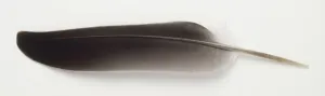 Ornithology Studio Shot Drucke: Grey feather, side view