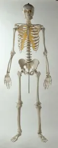 Human Skeleton Drucke: Human skeleton