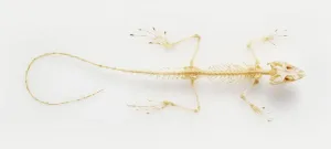Studio Shot Lizard Drucke: Lizard skeleton