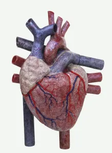 Anatomy Of The Heart Drucke: Model of a human heart