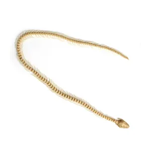 White Background Animal Skeletons Drucke: Skeleton of a Caecilian, view from above
