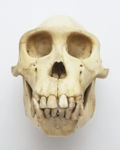 Single Object Studio Photography Drucke: Skull of a chimpanzee, front view