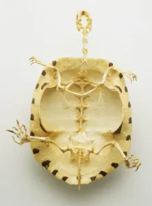 Zoology Images Drucke: Below bottom view of the whole skeleton of a turtle with thin bones inside a thick protective shell